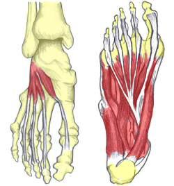 foot muscle