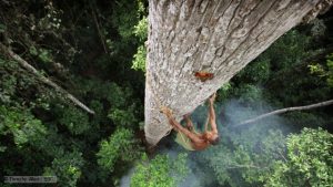 A Bayaka tribesman climbs a huge emergent tree to reach the most sought after of jungle foods  honey