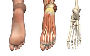 anatomical_overlay_foot_shutterstock_4254454